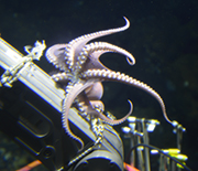Octopus atop an underwater drill.